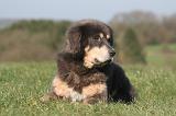 DOGUE DU TIBET 475
